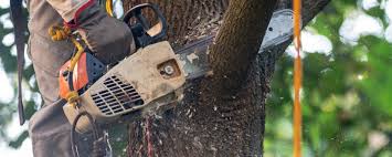 Best Tree and Shrub Care  in Burlington, ND